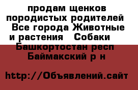 продам щенков породистых родителей - Все города Животные и растения » Собаки   . Башкортостан респ.,Баймакский р-н